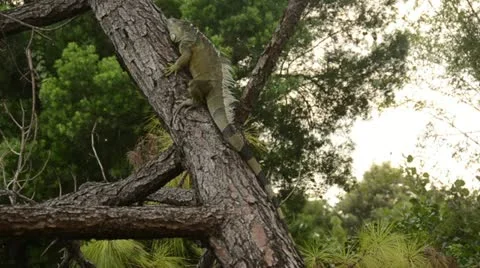 Iguana resting Stock Footage 12139766