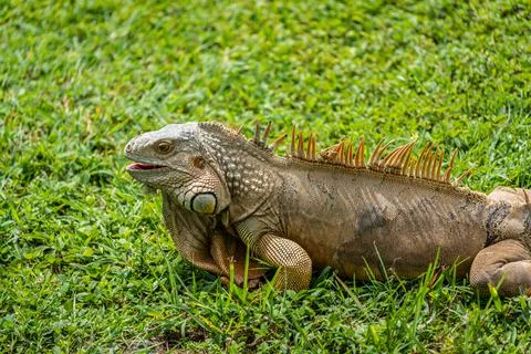 Iguana resting on the grass Stock Photos