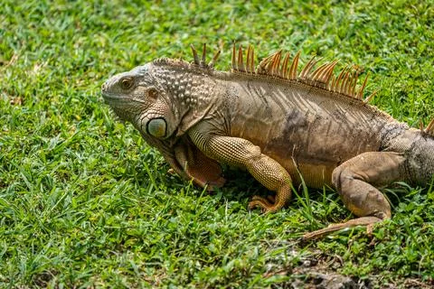 Iguana resting on the grass Stock Photos