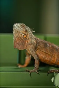 Iguana resting on green boxes while exploring its surroundings in a calm indoor Stock Photos