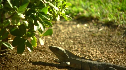 Iguana resting on ground Stock Footage 61084946