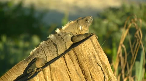 Iguana resting on log Stock Footage 61084938