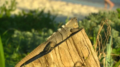 Iguana resting on log Stock Footage 61085005