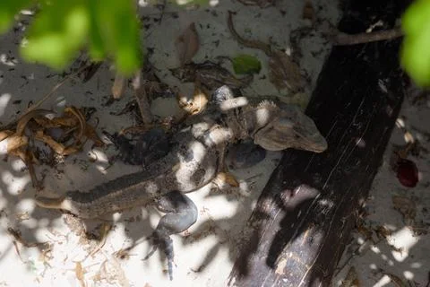 Iguana resting on sandy ground in dappled sunlight Stock Photos