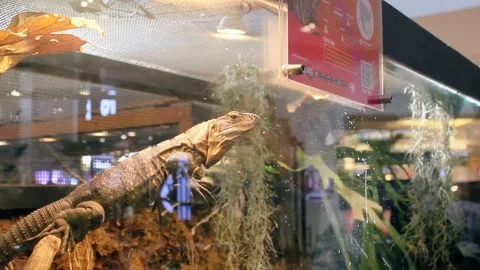 Iguana resting on a tree branch Stock Footage 281508798