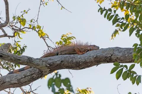 Iguana Resting on a tree Photos