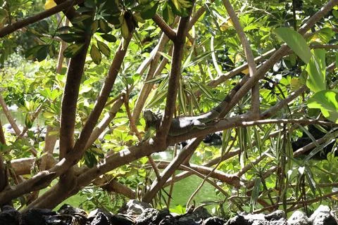 Iguana resting on a tree Stock Photos