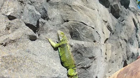 Iguana Rock Climb Stock Footage 17623057