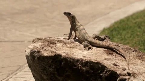Iguana on rock Stock Footage 40976405
