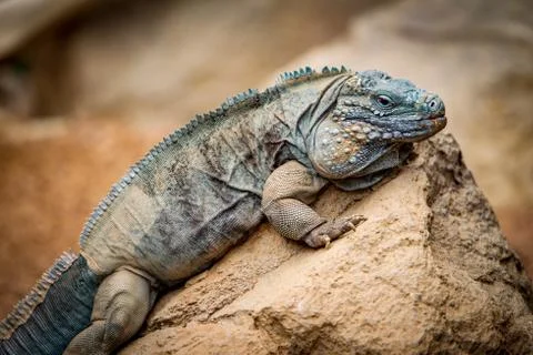 Iguana On a Rock Fotos de archivo