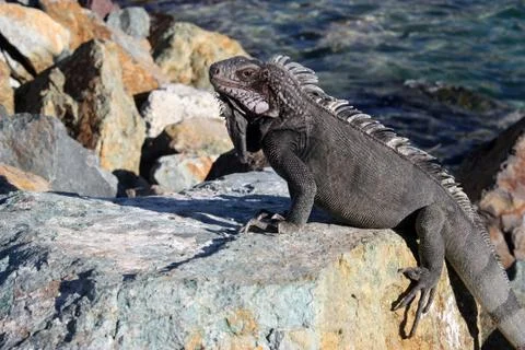 Iguana on the Rock Stock Photos