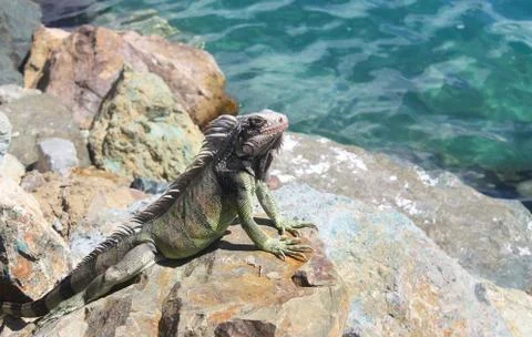 Iguana on Rock Stock Photos