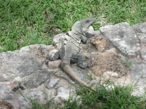 Iguana on the rock Stock Photos