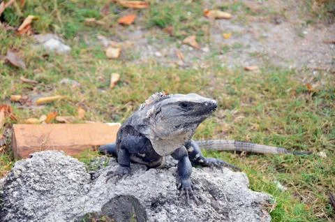 An iguana on a rock Stock Photos