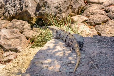Iguana on the rocks basks in the sun. Stock Photos