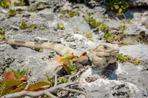 Iguana on the rocks basks in the sun. Stock Photos