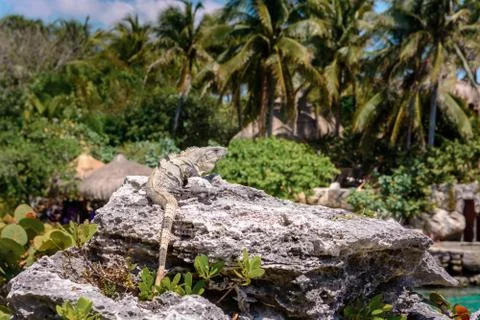 Iguana on the rocks basks in the sun. Stock Photos