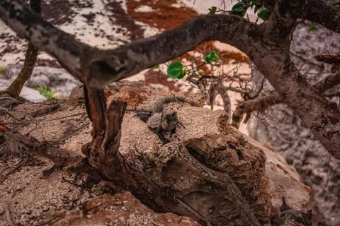 Iguana on the rocks basks in the sun. Stock Photos