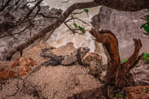 Iguana on the rocks basks in the sun. Stock Photos