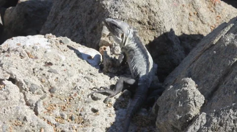 Iguana on rocks Video stock 1066618