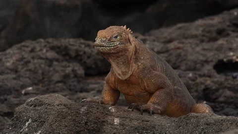 Iguana on the rocks Stock Footage 111230003
