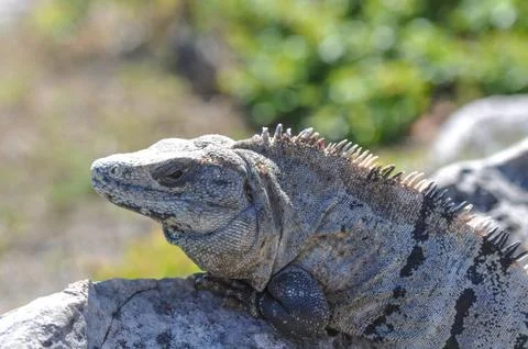 Iguana on the rocks Foto stock