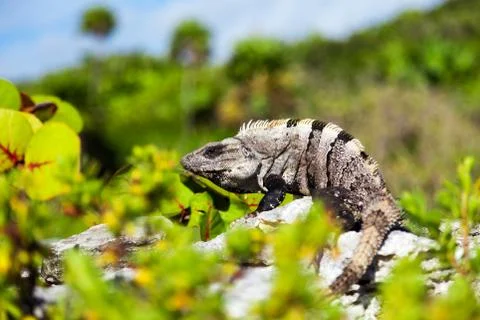 Iguana On The Rocks Stock Photos