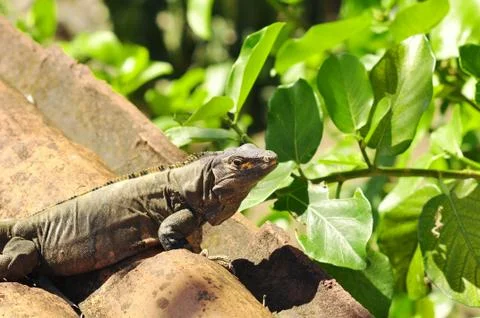 Iguana on rocks Stock Photos