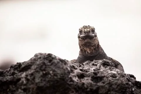 Iguana on rocks Stock Photos