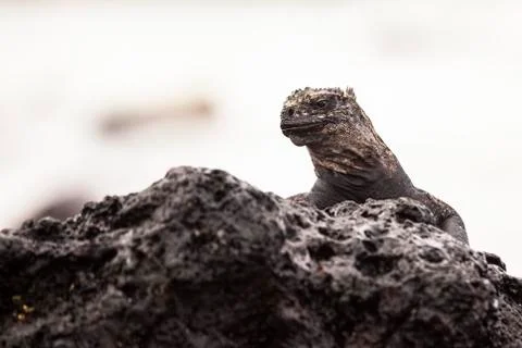 Iguana on rocks Stock Photos