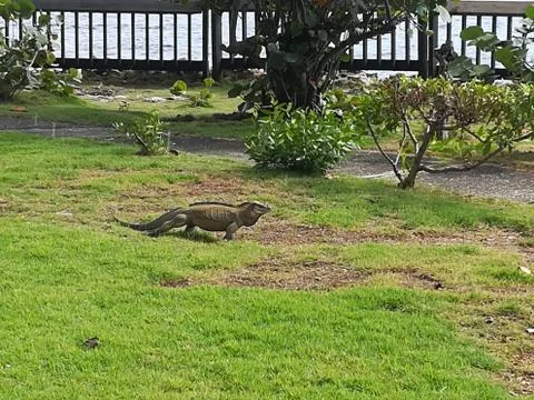 The Iguana running on the grass Stock Photos