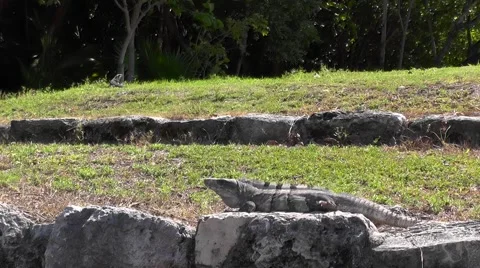 The iguana runs on a grass. Stock Footage 46632843