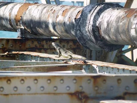 Iguana On a Rusty Bridge Stock Photos