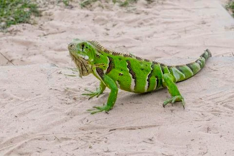 Iguana on the Sand Stock Photos