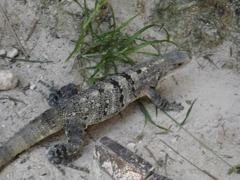 Iguana at sand Stock Photos