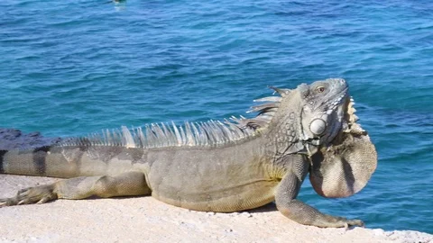 Iguana by the Sea 库存影片 114394258