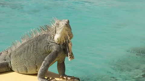 Iguana on a sea wall Stock Footage 46028447