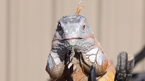 Iguana sends tongue out for bug Stock Footage 86206717