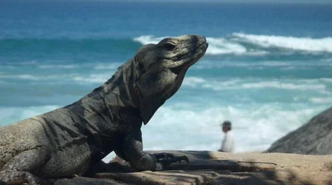 Iguana Series Stock Footage 736005