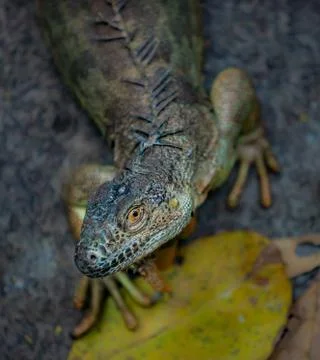 Iguana shallow depth of field with focus on the eye Stock Photos