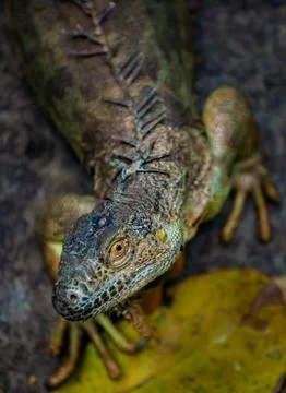 Iguana shallow depth of field with focus on the eye Stock Photos