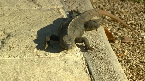 Iguana on sidewalk Stock Footage 61084975