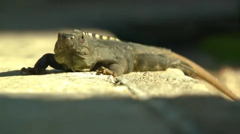 Iguana on sidewalk Stock Footage 61084997