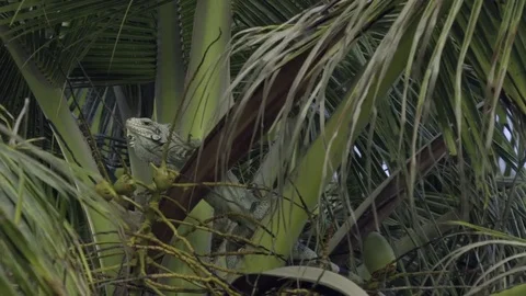 Iguana sitting on the branches of coconut tree Stock Footage 77804204