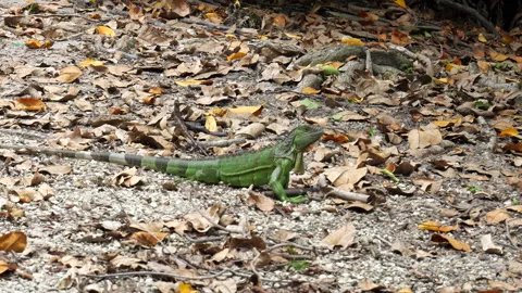 Iguana Sitting in Leaves on Trail Stock Footage 313361099