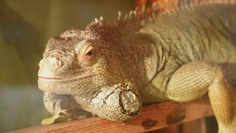 The iguana is sitting motionless and looking at the camera Stock Footage 74394323