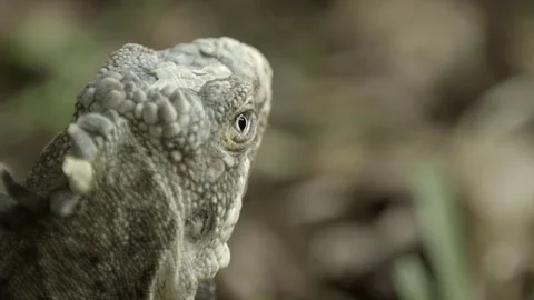 Iguana sitting still Stock Footage 77804407