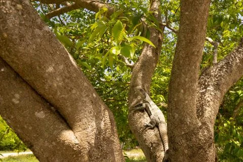 Iguana sitting on a Tree Stock Photos
