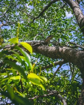 Iguana sitting on a Tree Stock Photos