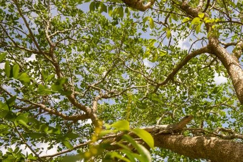 Iguana sitting on a Tree Stock Photos